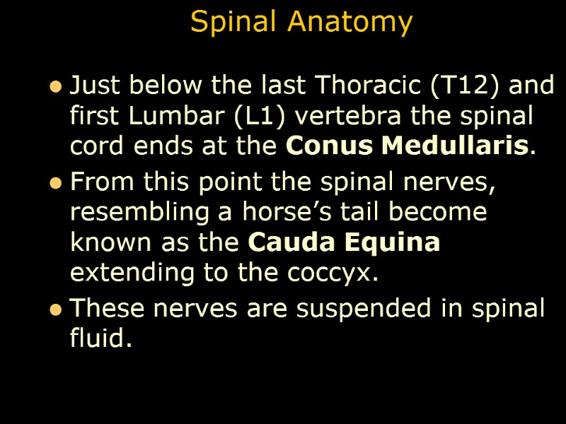 Spinal Anatomy Just below the last Thoracic (T12) and first Lumbar (L1) vertebra the